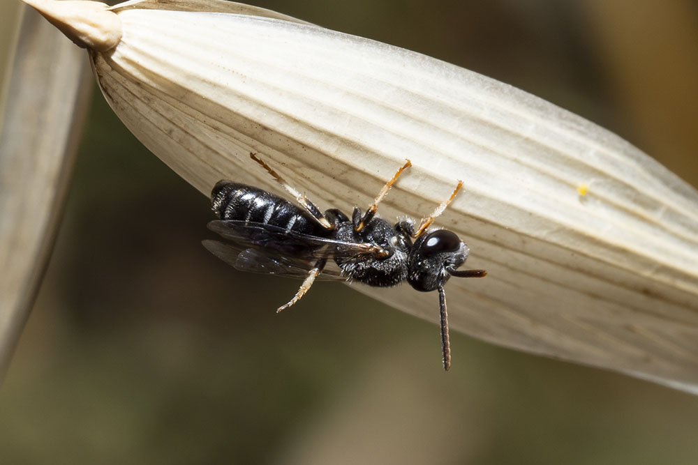 Apidae Halictinae:  Lasioglossum sp., maschio