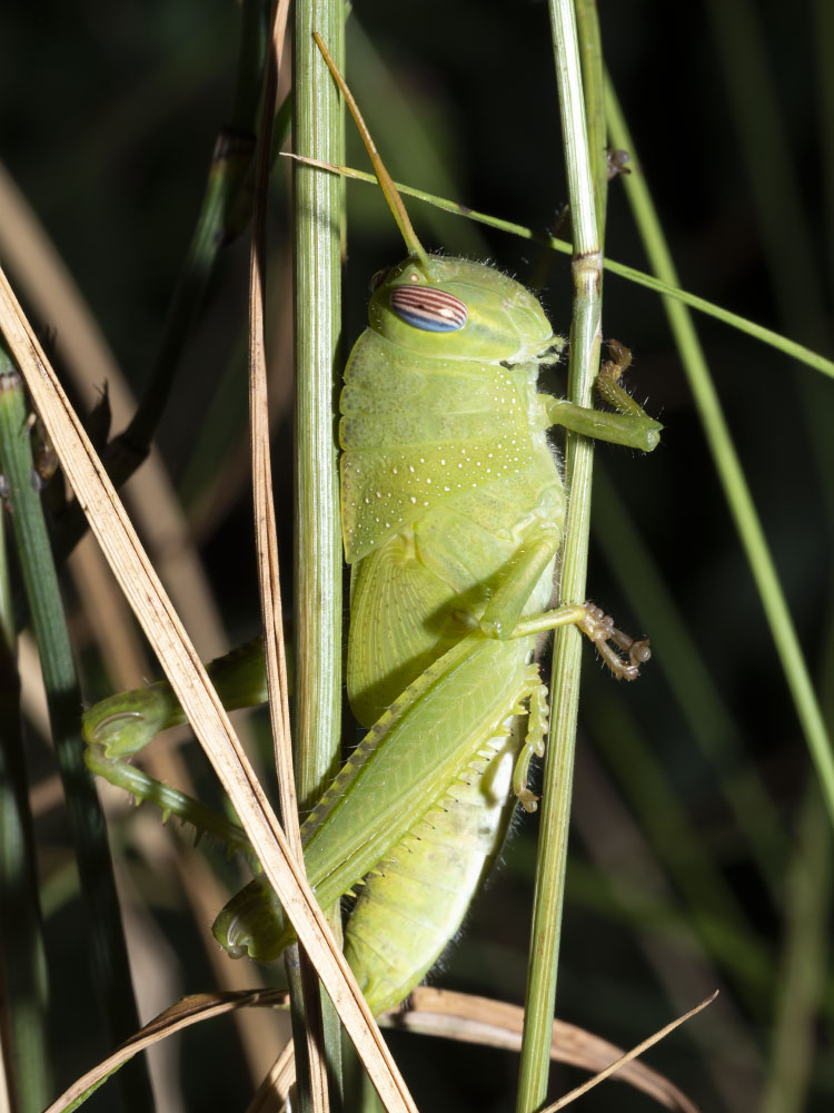 Ninfa di Anacridium aegyptium