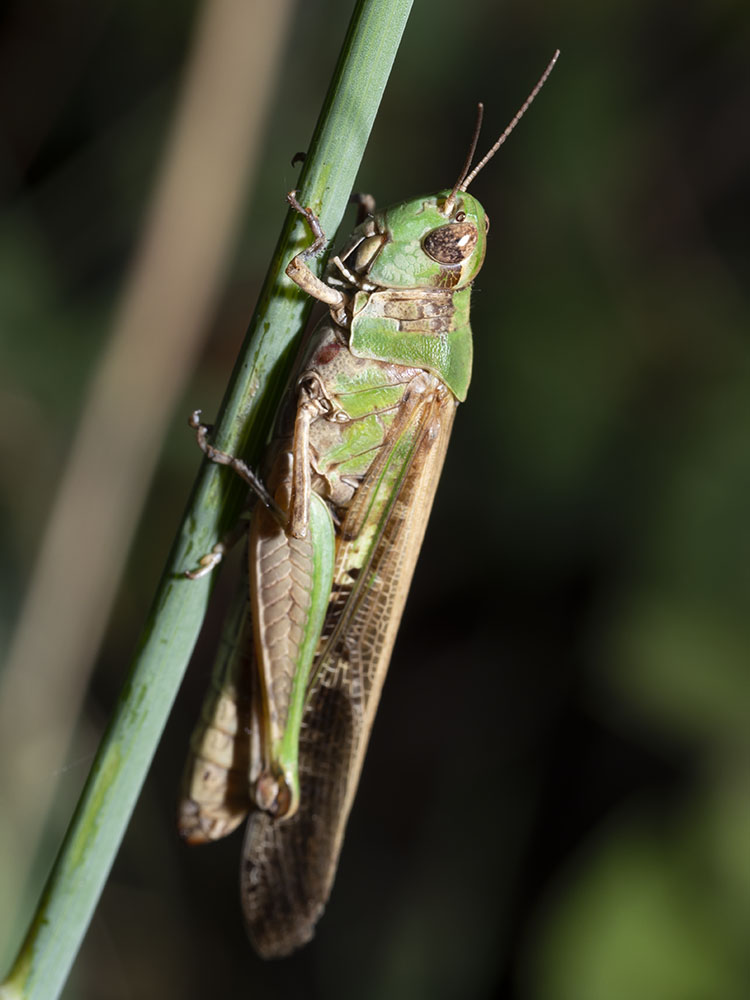 Aiuto identificazione