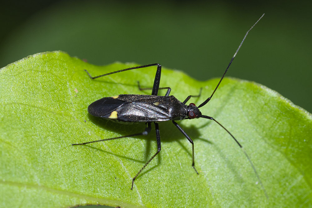 Miridae: Closterotomus ventralis