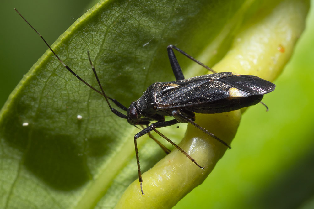 Miridae: Closterotomus ventralis