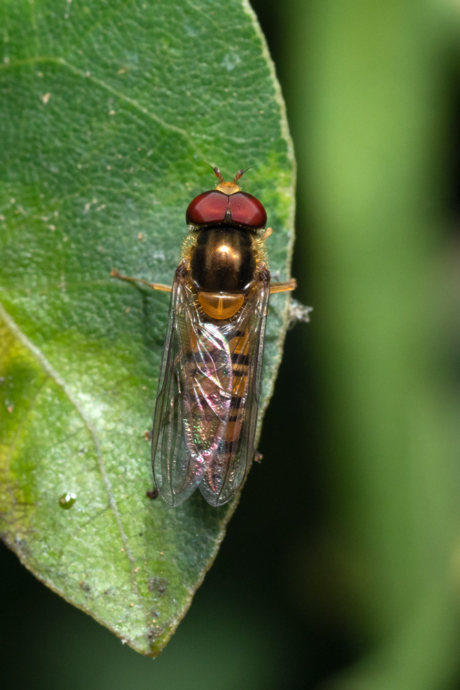 Syrphidae: Episyrphus balteatus?  S, maschio