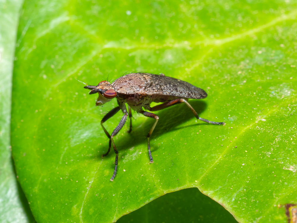 Sciomyzidae : Euthycera cribrata