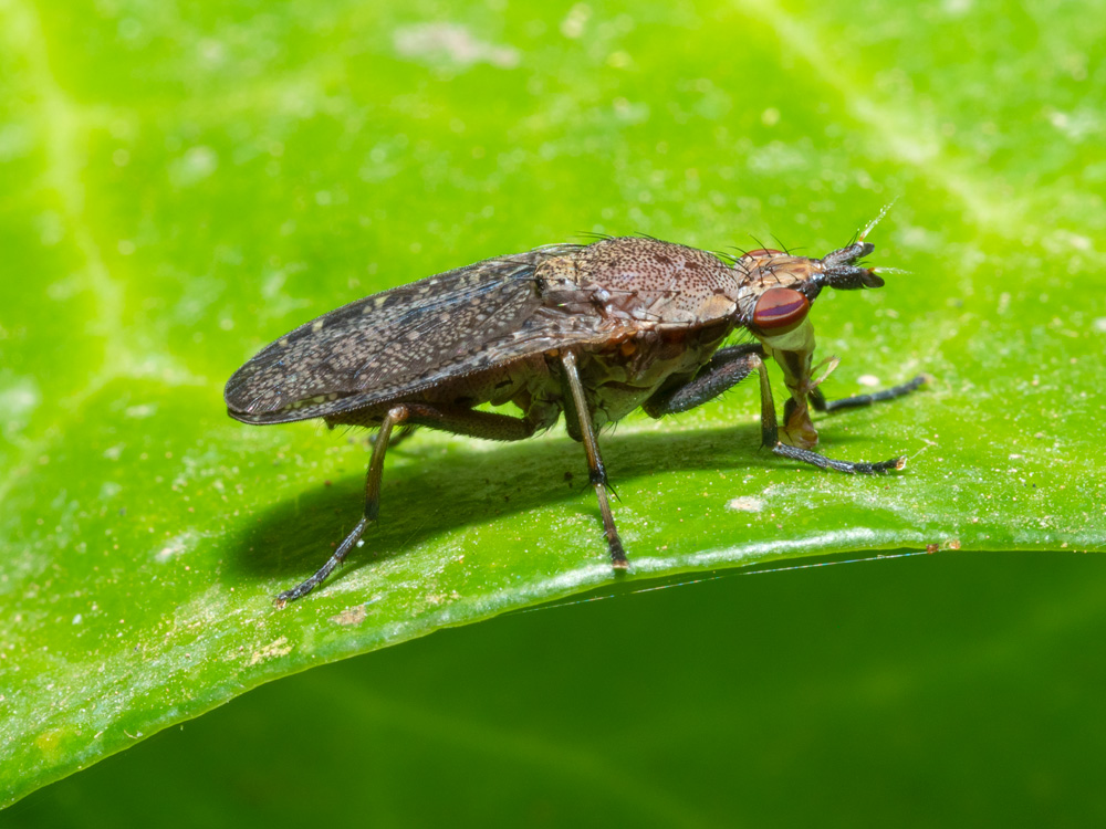 Sciomyzidae : Euthycera cribrata