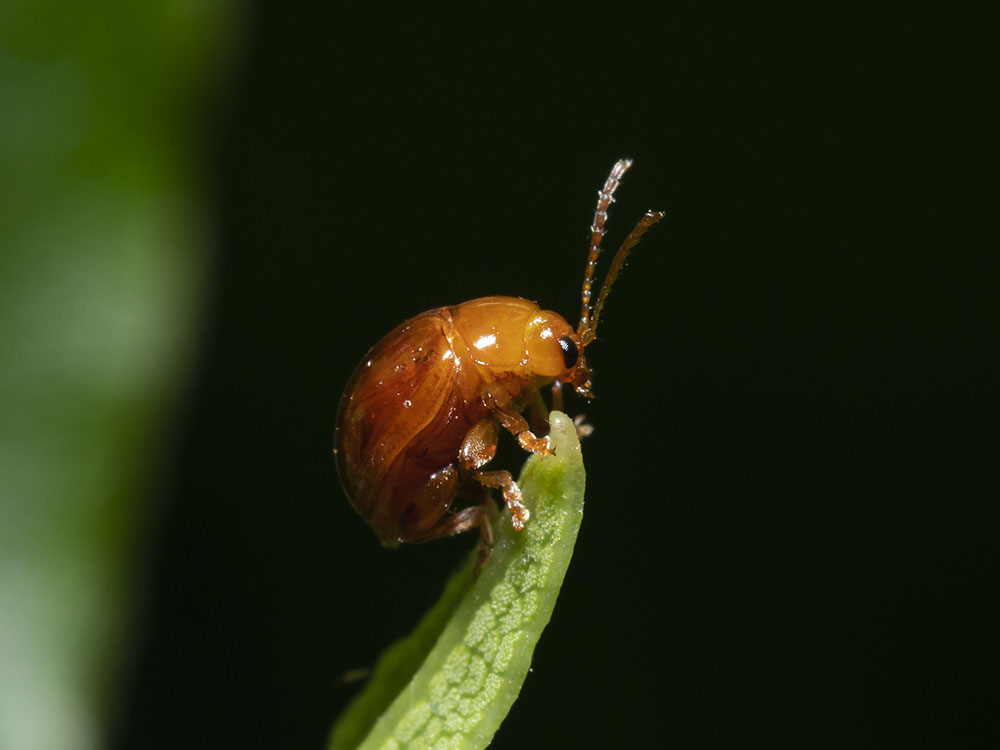 Chrysomelidae: Sphaerosoma sp.