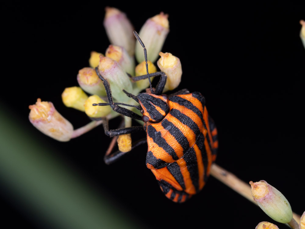 Graphosoma italicum