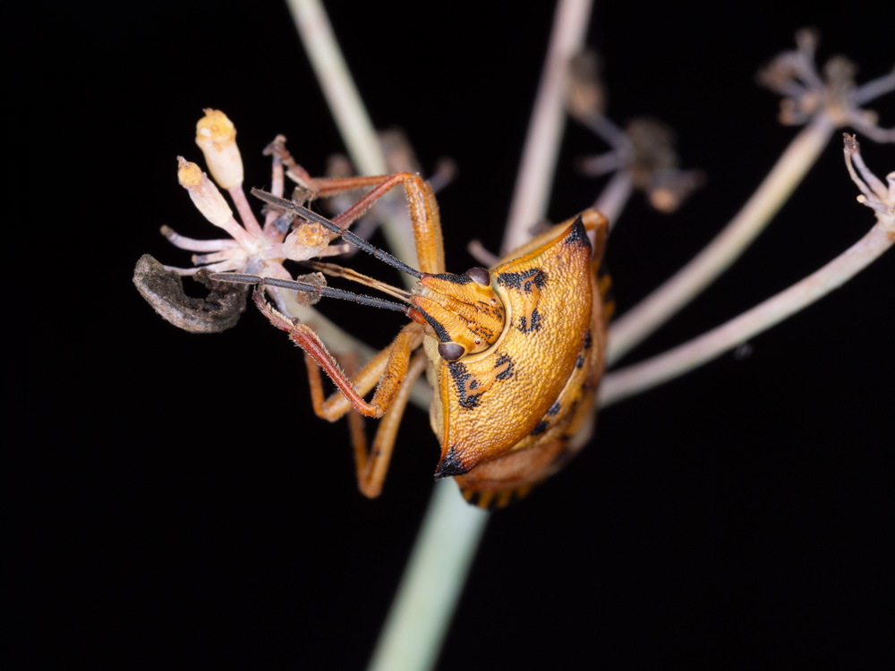 Carpocoris mediterraneus?