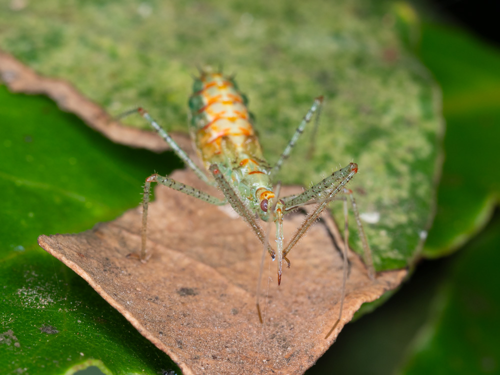 neanide di Zelus renardii