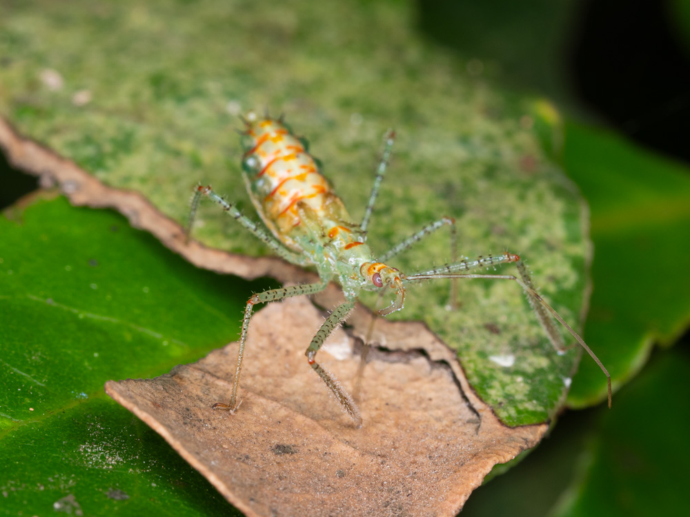 neanide di Zelus renardii