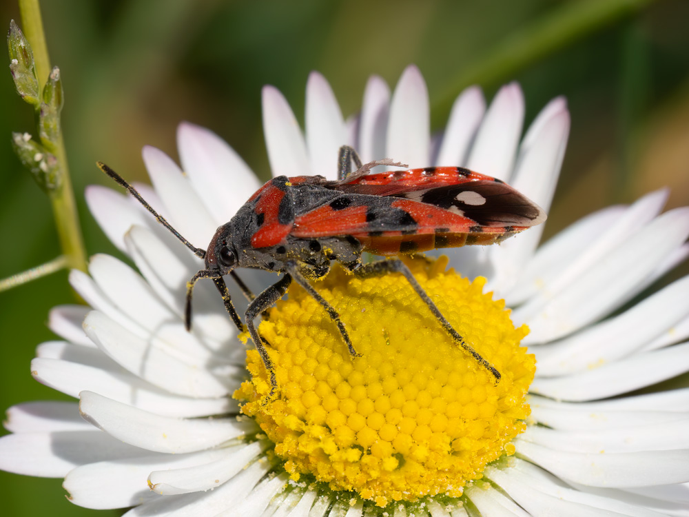Aiuto identificazione