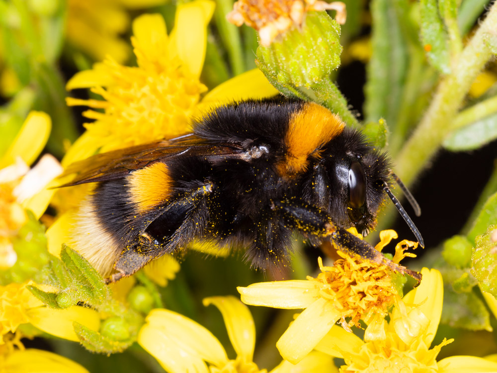 Apidae: Bombus ruderatus? No, Bombus (Bombus) terrestris