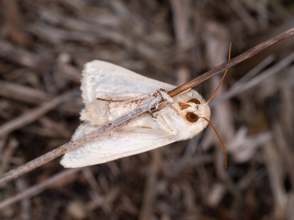 falena da indentificare