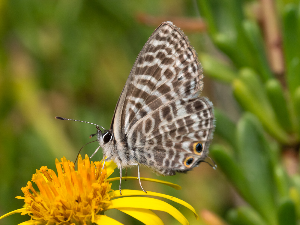 Leptotes pirithous?