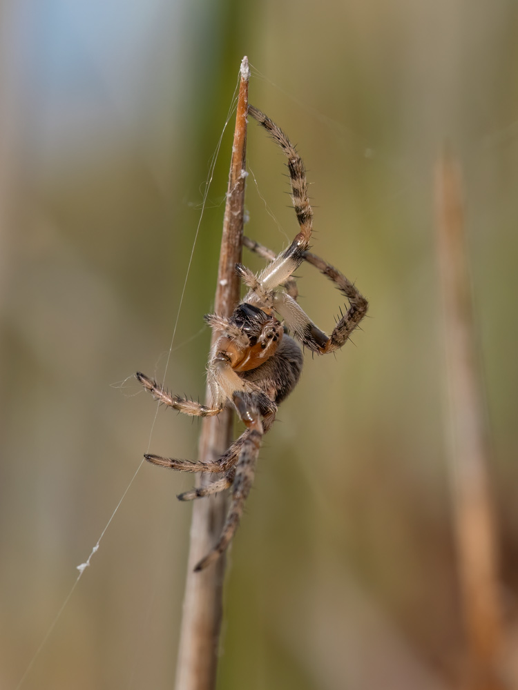 Larinioides cornutus?