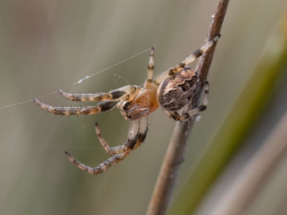 Larinioides cornutus?