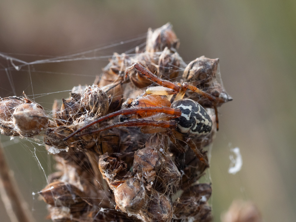 Larinioides cornutus?