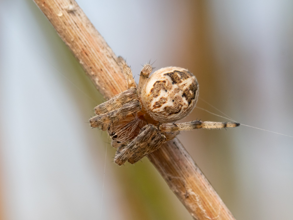 Larinioides cornutus?