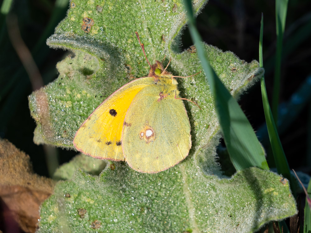 Colias crocea?