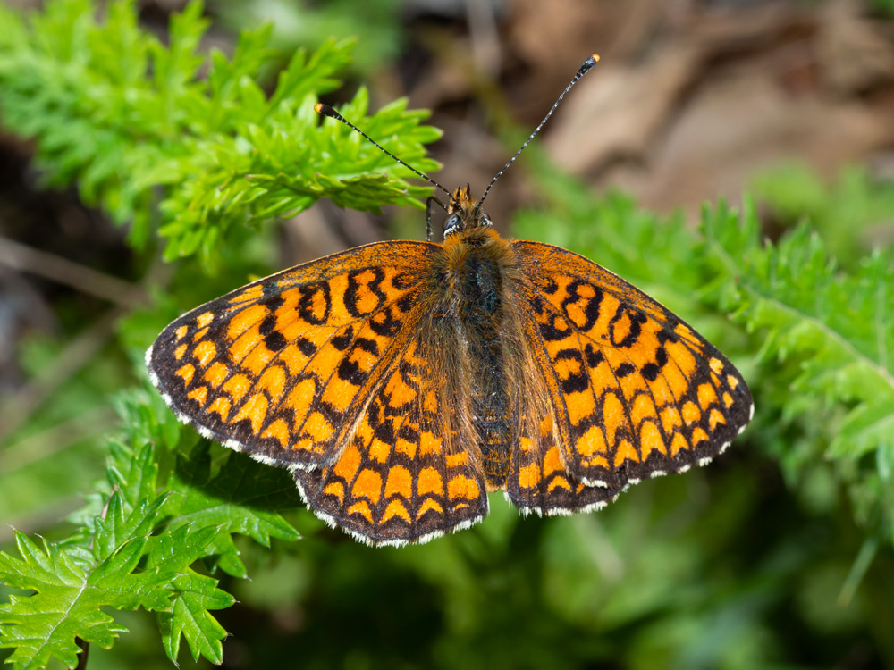 Melitaea da confermare