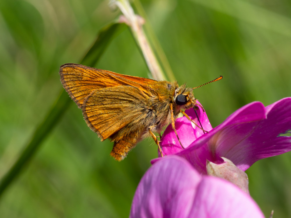 Hesperiidae da indentificare