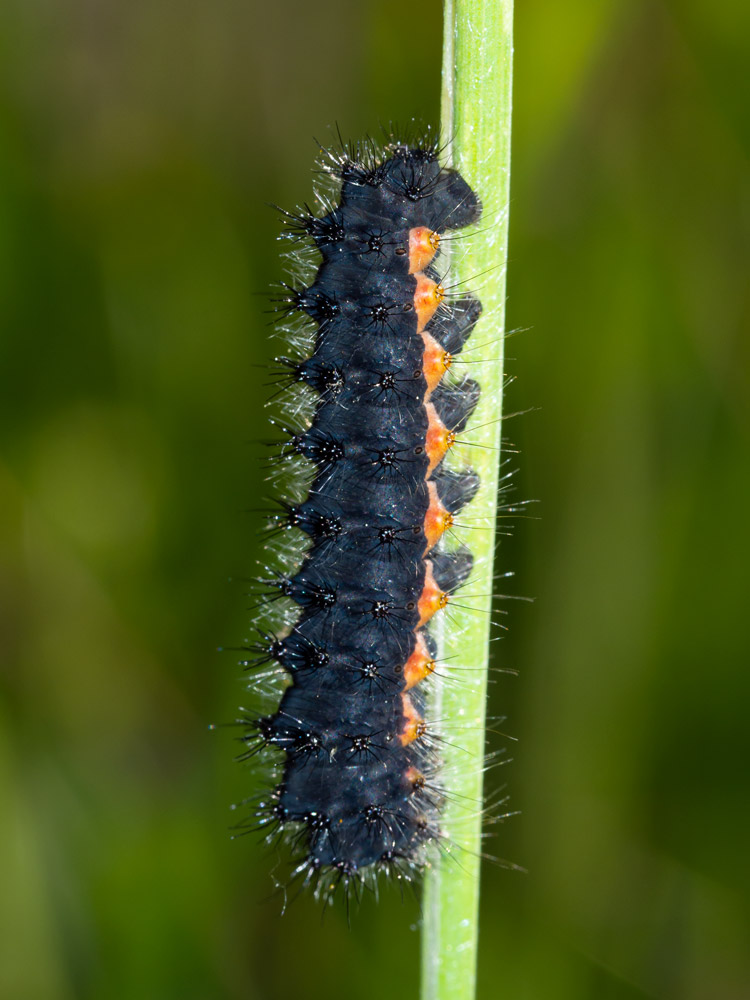 Aiuto identificazione - larva di Saturnia pavoniella