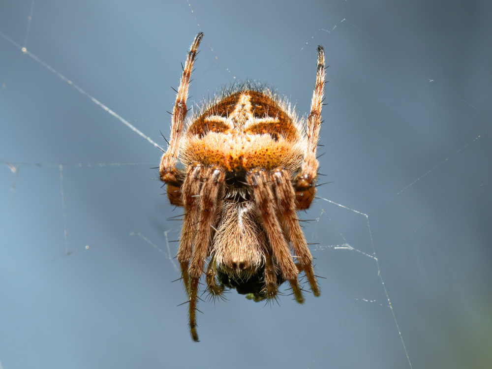 Neoscona subfusca?