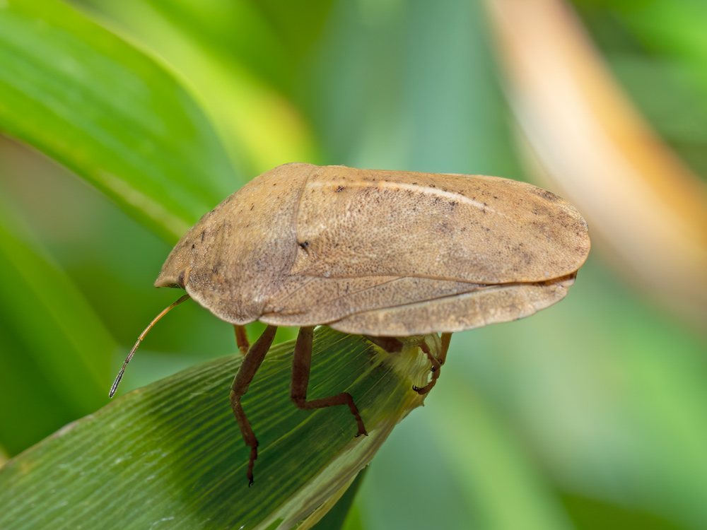 Aiuto identificazione