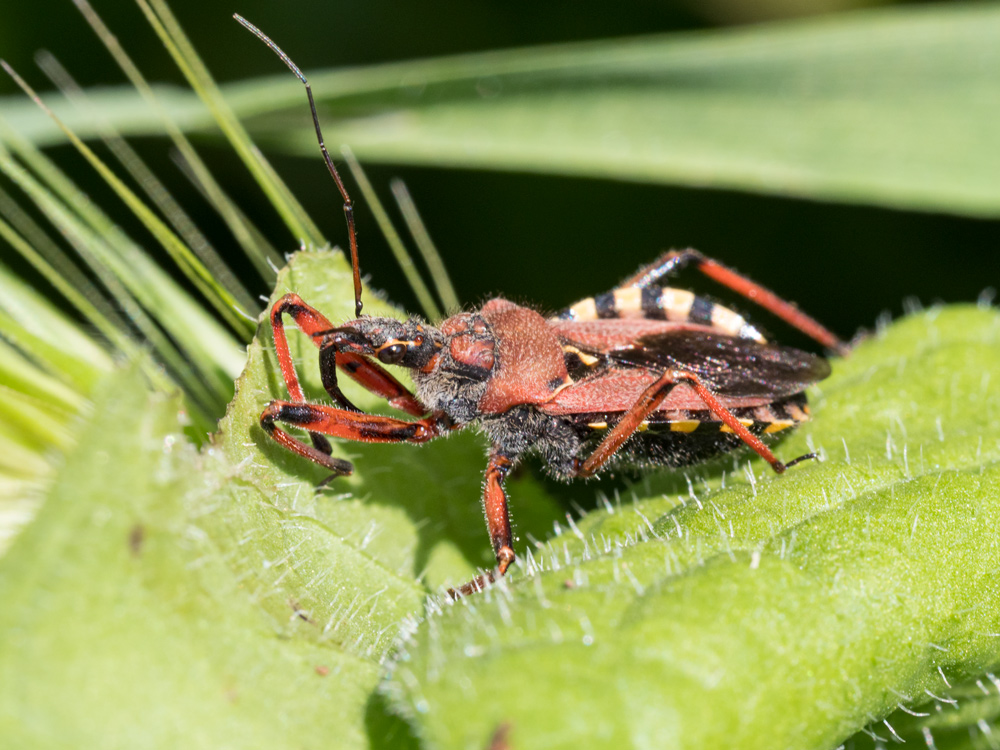 Rhynocoris erythropus?