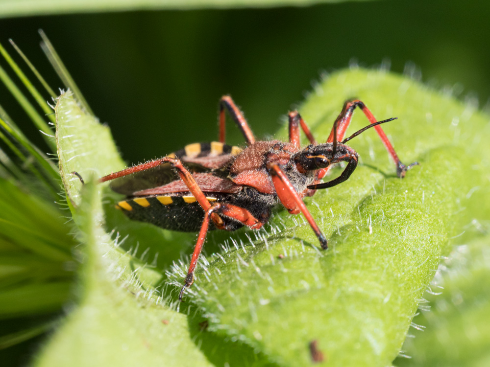 Rhynocoris erythropus?
