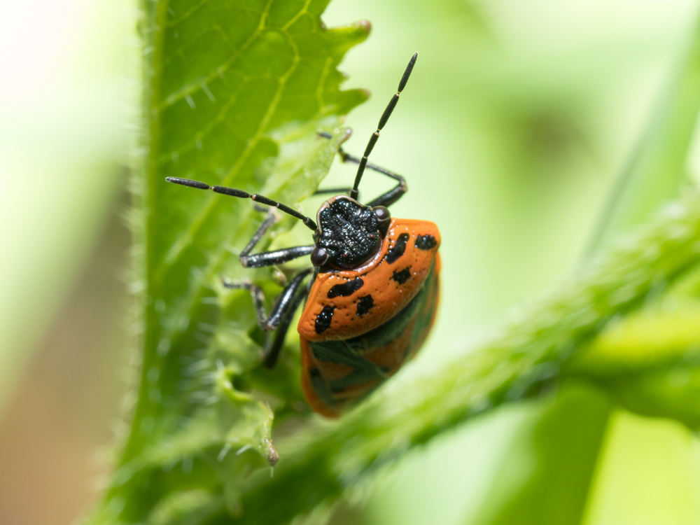 Eurydema ornata da confermare