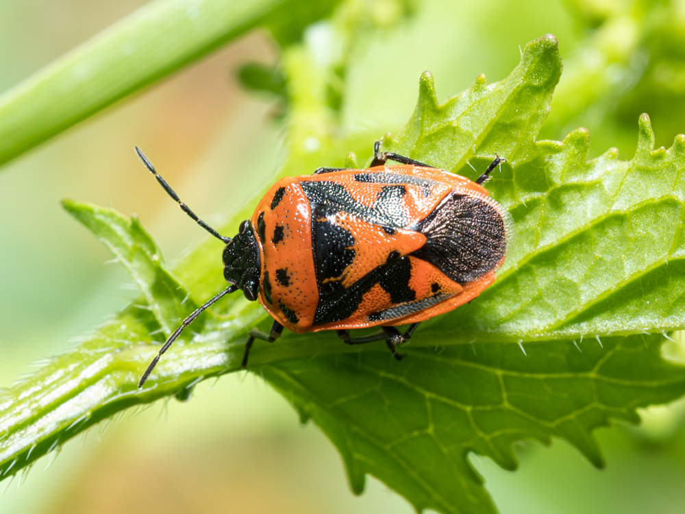 Eurydema ornata da confermare