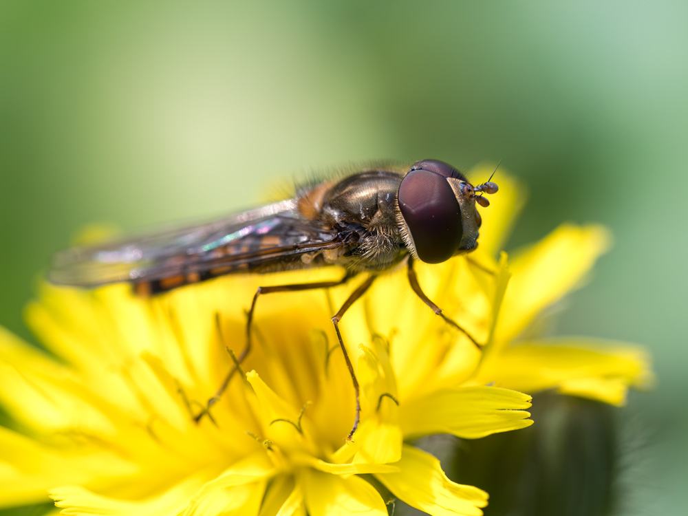 Episyrphus balteatus?
