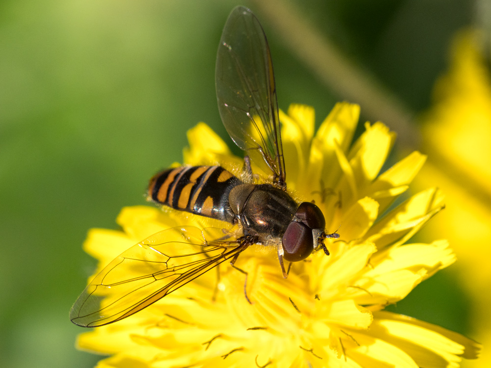 Episyrphus balteatus?