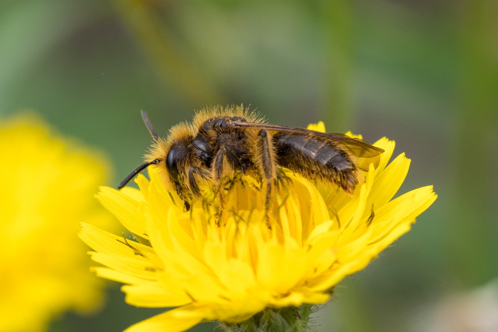 Andrenidae sp.