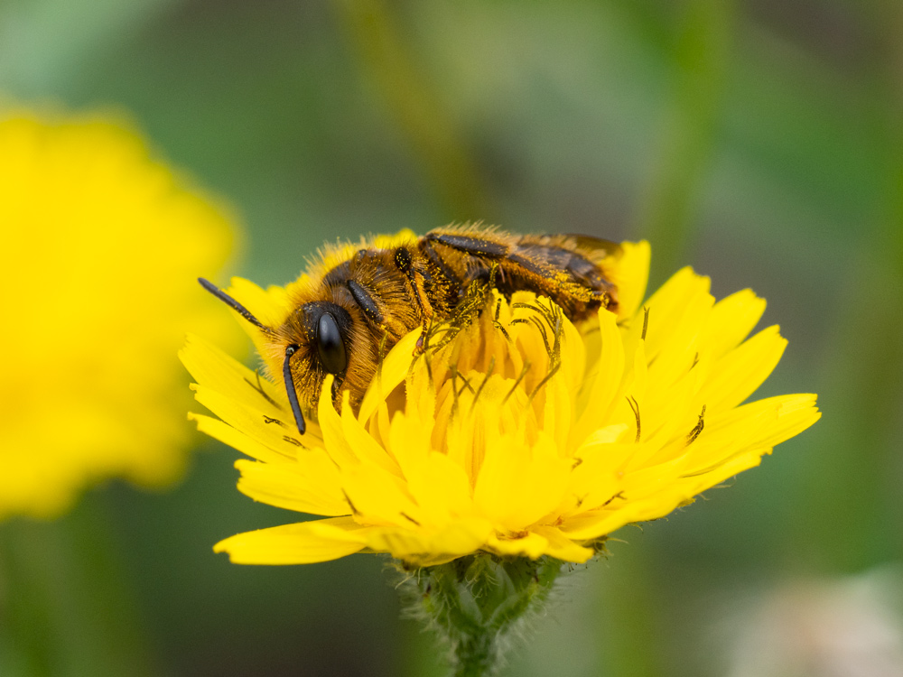 Andrenidae sp.