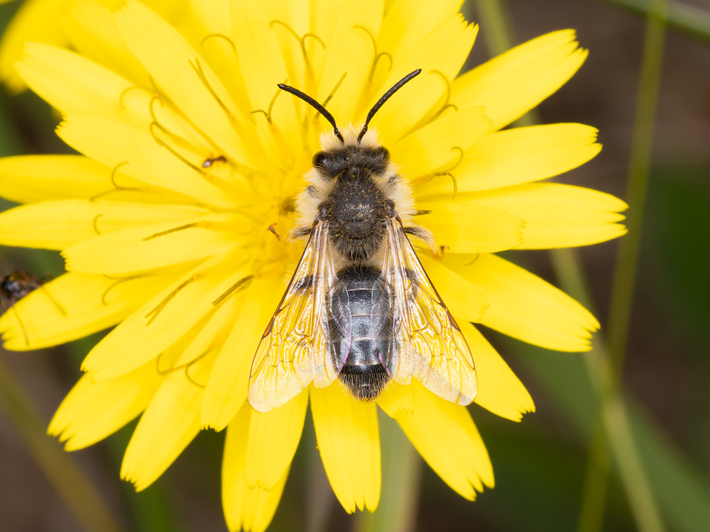 Andrena da indentificare