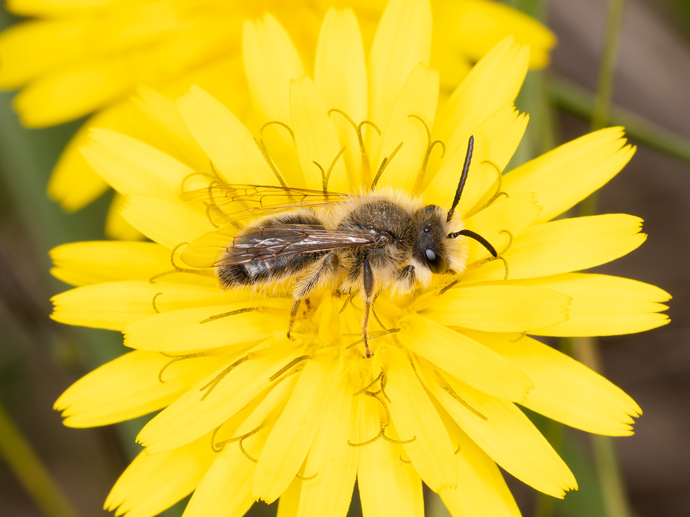 Andrena da indentificare