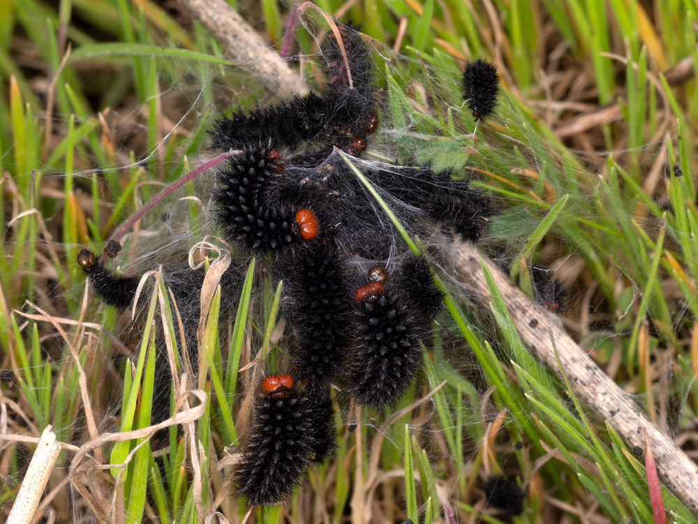 bruchi di Melitaea cinxia?