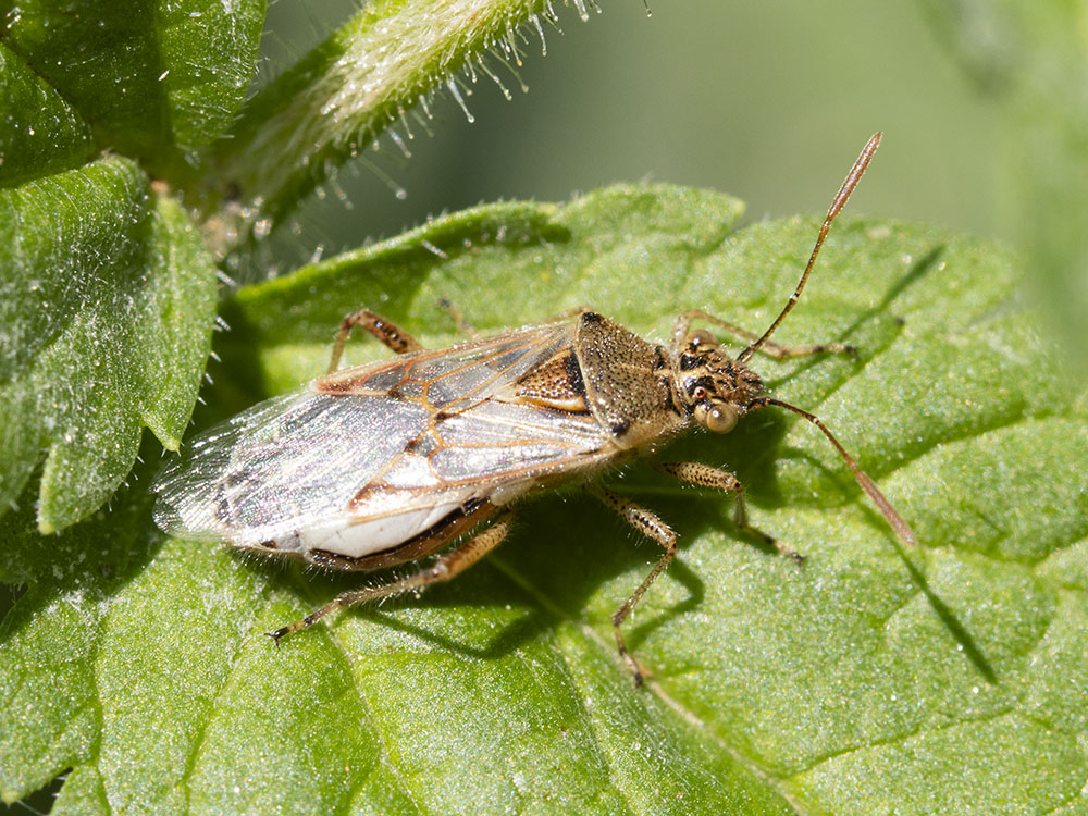 Aiuto identificazione