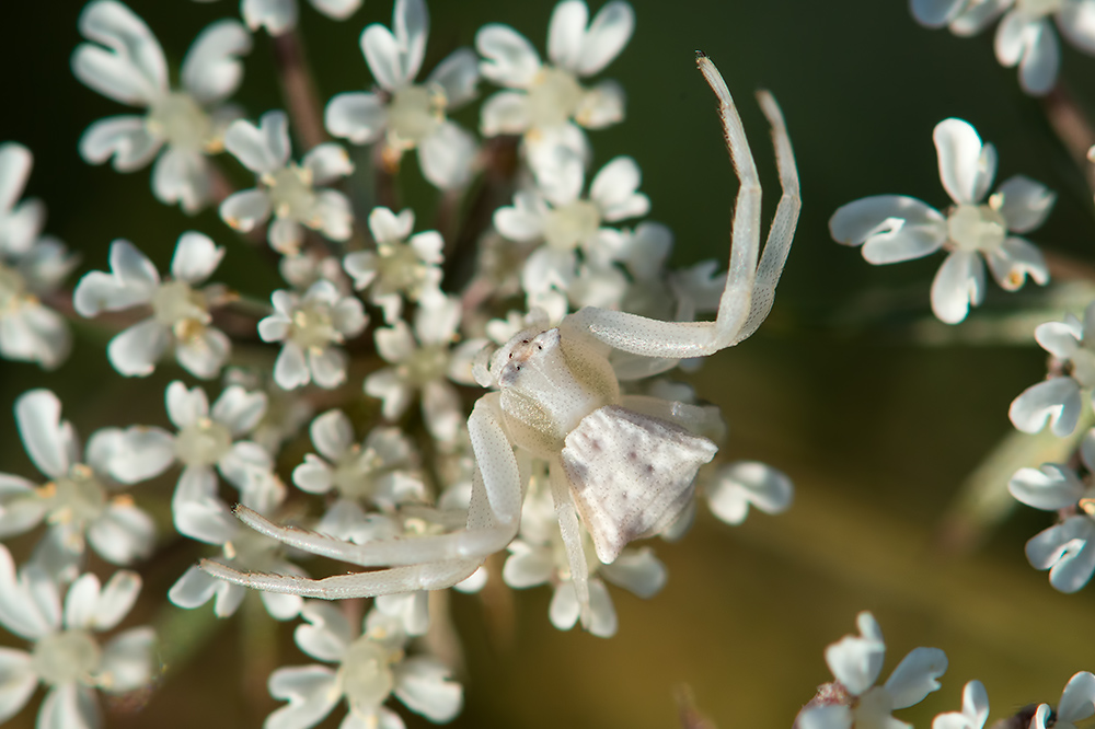 Thomisus onustus - Orbetello (GR)