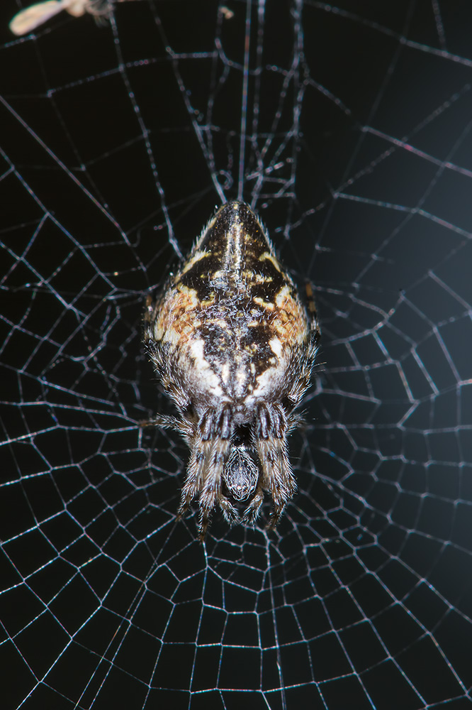 Cyclosa conica - Scansano (GR)
