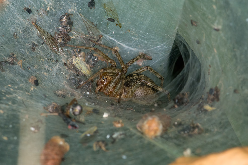Agelena labyrinthica, ♂ immaturo  -  Scansano (GR)