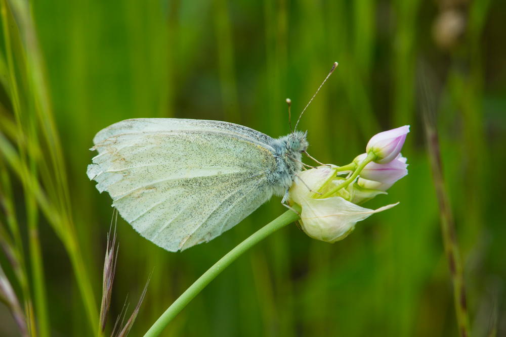 Pieris sp.