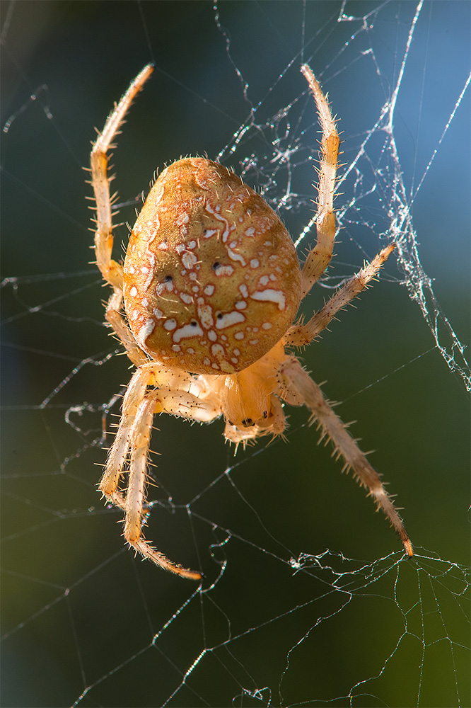 Araneus diadematus  -  Orbetello (GR)