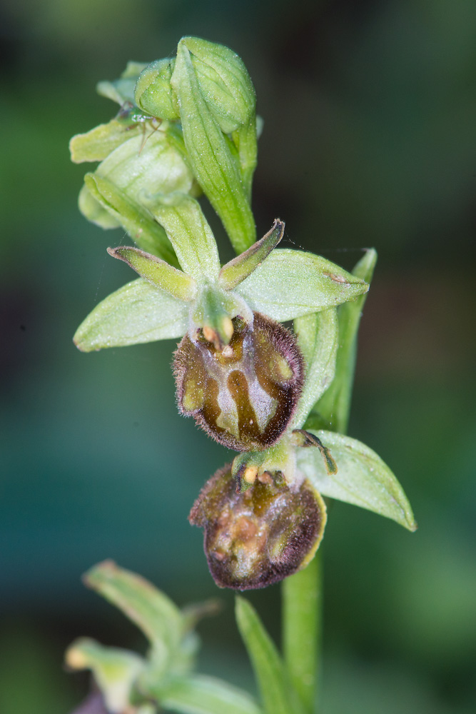 Ophrys sphegodes