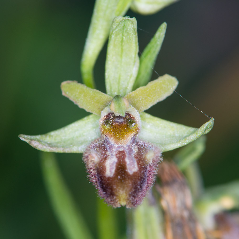 Ophrys sphegodes