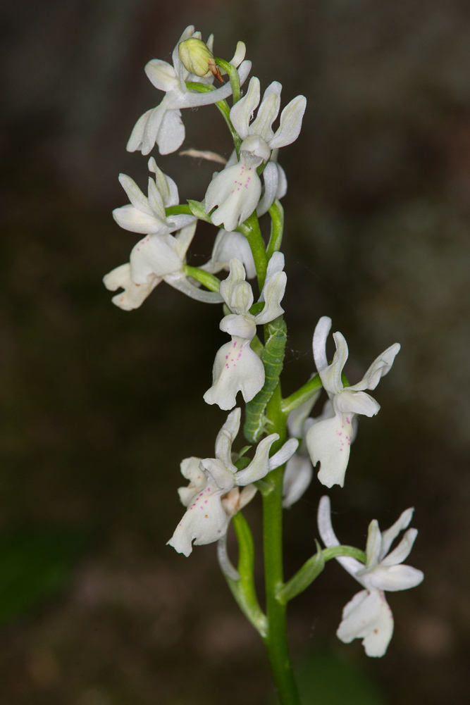 Orchis provincialis?