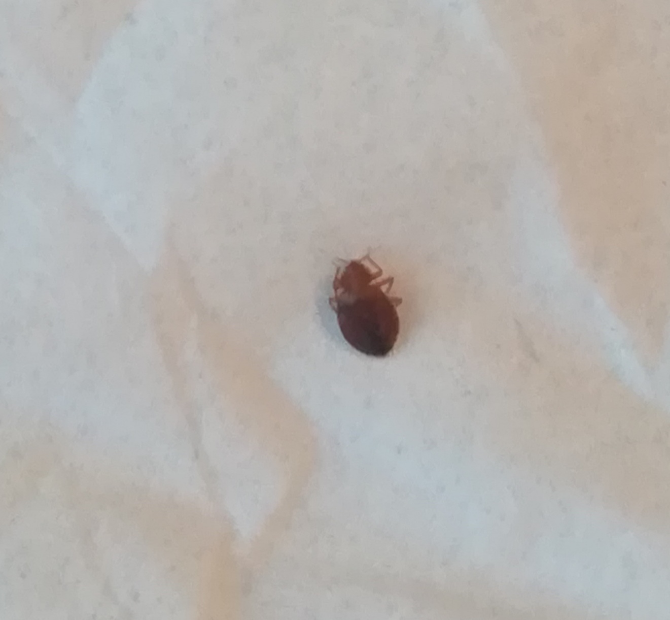 Cimicidae: Cimex lectularius