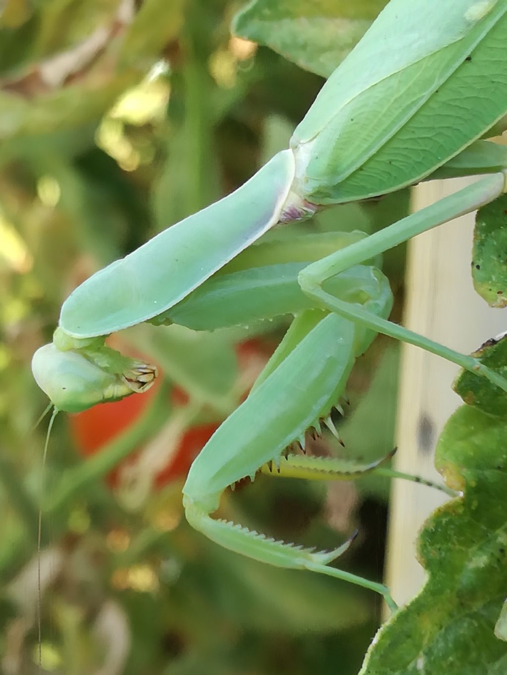 mantide gigante asiatica