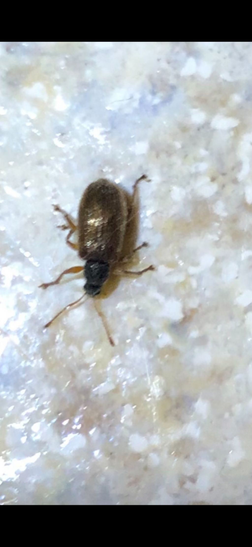 Curculionidae: cfr. Phyllobius oblongus
